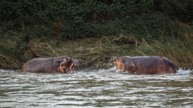 Güney Afrika 'daki Kruger Ulusal Parkı' nda nehirde savaşan iki su aygırı; Suaygırı amfibisi familyasından Specie Hippopotamus.