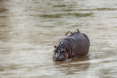 Suaygırı, Güney Afrika 'daki Kruger Ulusal Parkı' nda oksçuyla deniz manzarasında; Specie Hippopotamus amfibi ailesi Hippopotamdae 'de