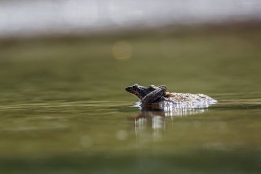 Güney Afrika 'daki Kruger Ulusal Parkı' nda bir kayanın üzerindeki Drakensberg nehir kurbağası; Pyxicephalidae ailesinden Specie Amietia delalandii