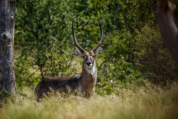 Kruger national park, Güney Afrika ortak waterbuck; Nakit Kobus ellipsiprymnus aile Bovidae