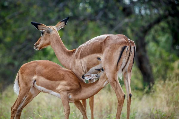 Common Impala Young Male Suckling Mother Kruger National Park South — Stock Photo, Image