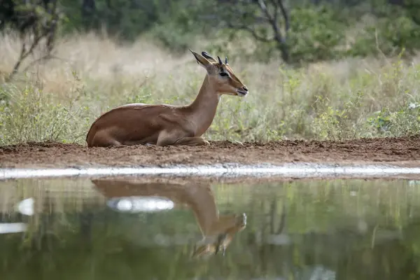 Jeune Mâle Commun Impala Allongé Long Trou Eau Dans Parc — Photo