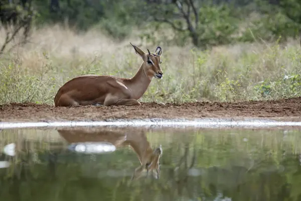Impala Macho Jovem Comum Deitado Longo Buraco Água Parque Nacional — Fotografia de Stock