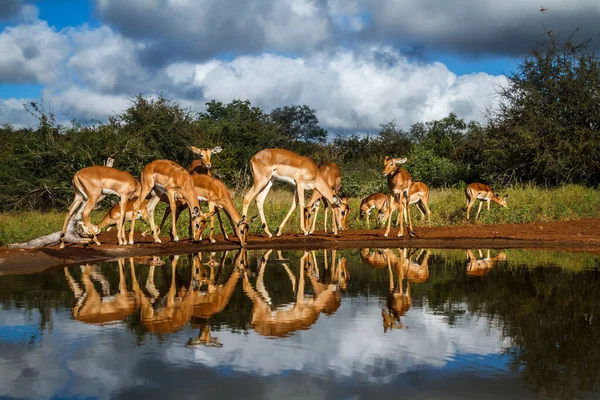 stock image Small group of Common Impala drinking at waterhole front view in Kruger National park, South Africa ; Specie Aepyceros melampus family of Bovidae