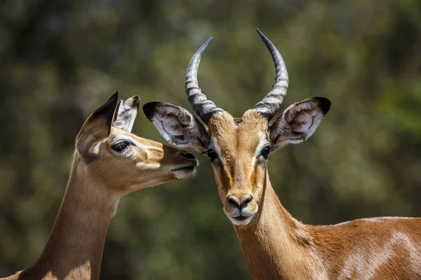 Paar Der Gemeinen Impala Portraitbindung Kruger Nationalpark Südafrika Familie Der — Stockfoto