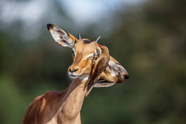 Спільний Портрет Impala Red Billed Oxpecker Національному Парку Крюгер Південна — стокове фото
