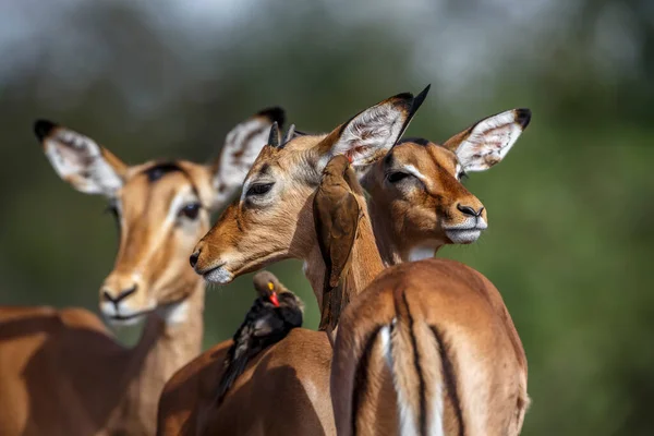 Güney Afrika Kruger Ulusal Parkı Nda Kırmızı Gagalı Oxpecker Ile — Stok fotoğraf