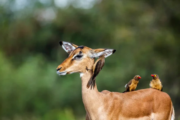 Trzy Czerwone Dzioby Oxpecker Pielęgnowanie Wspólne Impala Kruger National Park — Zdjęcie stockowe