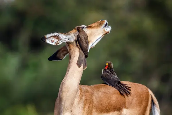 Три Червоні Рахунки Oxpecker Вирощують Спільну Іммалу Національному Парку Крюгер — стокове фото