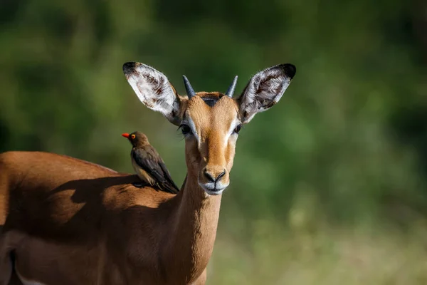 南アフリカのクルーガー国立公園で赤い請求されたオックスペッカーによって育てられた共通のインパラ ボフス科およびスパイナ ブフタゴス エリュテロシンクス科のスパイナ アエピセロス メランプス家 — ストック写真