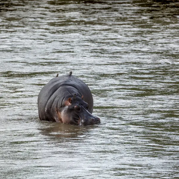 Hippopotamus Frente Água Com Pica Pau Parque Nacional Kruger África — Fotografia de Stock