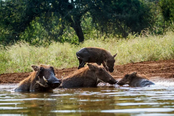 stock image Common warthog in Kruger National park, South Africa ; Specie Phacochoerus africanus family of Suidae