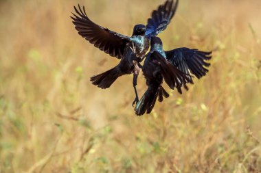 Güney Afrika 'daki Kruger Ulusal Parkı' nda savaşan iki genç Cape Glossy Starling; Sturnidae ailesini besleyen Specie Lamprotornis.