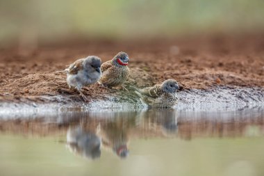 Güney Afrika Kruger Ulusal Parkı 'ndaki su birikintisinde yıkanan boğazı kesilmiş ispinoz çifti Estrildidae familyasından Specie Amadina fasciata