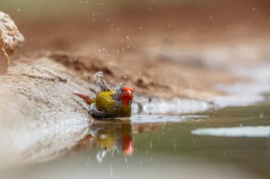 Güney Afrika 'daki Kruger Ulusal Parkı' ndaki su birikintisinde yıkanan yeşil kanatlı Pytilia erkeği; Estrildidae 'deki Specie Pytilia melba ailesi