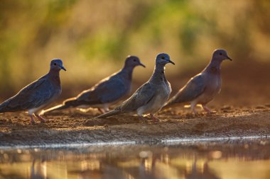 Güney Afrika 'daki Kruger Ulusal Parkı' nda şafak vakti dört Gülen Güvercin; Columbidae ailesinin Specie Streptopelia Senegalensis