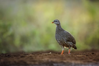 Natal Francolin şafak vakti Güney Afrika 'daki Kruger Ulusal Parkı' nda, Specie Pternistis Natalensis Phasianidae familyasında yürüyor.