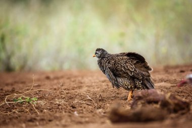 Güney Afrika 'daki Kruger Ulusal Parkı' nda Natal Francolin tüylerini sallıyor; Phasianidae familyasından Specie Pternistis natalensis