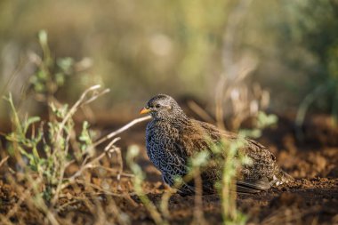 Güney Afrika 'daki Kruger Ulusal Parkı' ndaki çalılıklarda yatan Natal Francolin; Phasianidae familyasından Specie Pternistis natalensis