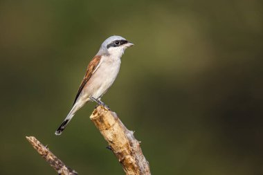 Güney Afrika 'daki Kruger Ulusal Parkı' nda, Laniiidae ailesinden Specie Lanius Collurio 'nun doğal arka planda izole edilmiş bir dalda duran kırmızı sırtlı Shrike.