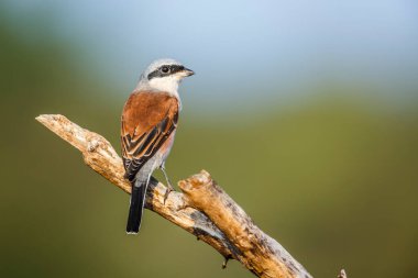 Güney Afrika 'daki Kruger Ulusal Parkı' nda, Laniiidae ailesinden Specie Lanius Collurio 'nun doğal arka planda izole edilmiş bir dalda duran kırmızı sırtlı Shrike.