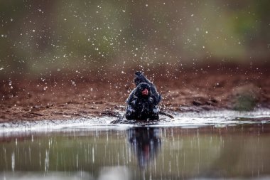 Güney Afrika 'daki Kruger Ulusal Parkı' ndaki su birikintisinde yıkanan Buffalo Weaver 'ın kırmızı faturası.