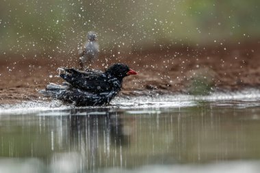 Güney Afrika 'daki Kruger Ulusal Parkı' ndaki su birikintisinde yıkanan Buffalo Weaver 'ın kırmızı faturası.