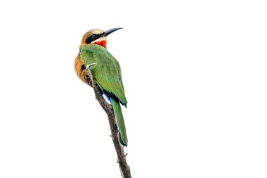 Güney Afrika 'daki Kruger Ulusal Parkı' nda beyaz arka planda izole bir dalda duran beyaz önlü arı yiyici Merops bullockoides ailesi Meropidae