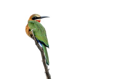 Güney Afrika 'daki Kruger Ulusal Parkı' nda beyaz arka planda izole bir dalda duran beyaz önlü arı yiyici Merops bullockoides ailesi Meropidae