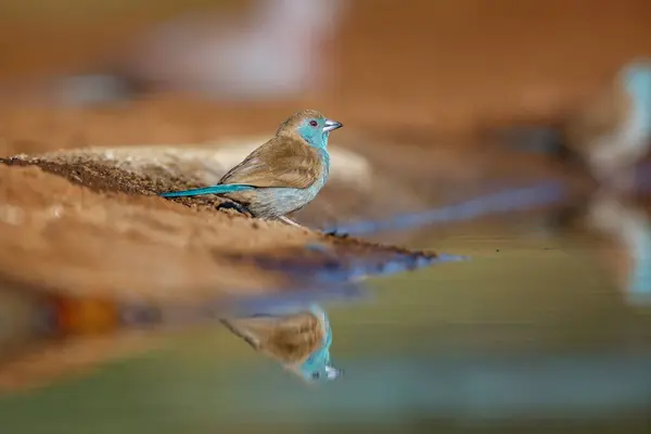 Blue Breasted Cordonbleu Waterhole Reflection Kruger National Park South Africa — Stock Photo, Image