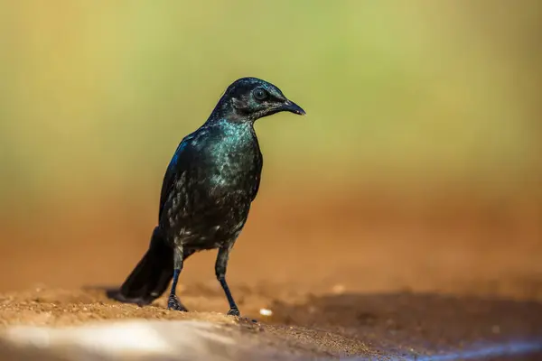 Cape Glossy Starling Juveniele Begane Grond Kruger National Park Zuid — Stockfoto