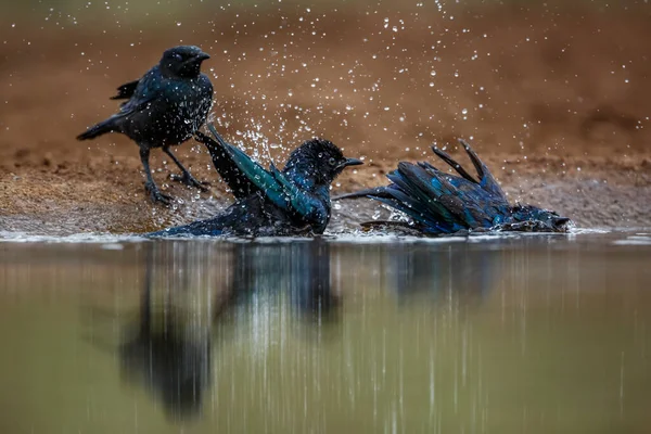 Três Banhos Cape Glossy Starling Waterhole Retroiluminado Parque Nacional Kruger — Fotografia de Stock