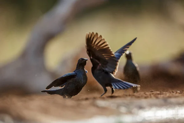 Dois Jovens Cabo Glossy Starling Lutando Parque Nacional Kruger África — Fotografia de Stock