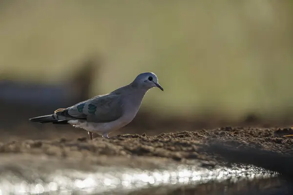 stock image Emerald spotted Wood-Dove standing in ground level in Kruger National park, South Africa ; Specie Turtur chalcospilos family of Columbidae