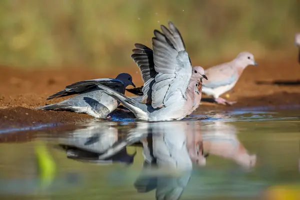 Kleine Groep Laughing Dove Zwemmen Waterpoel Kruger National Park Zuid — Stockfoto