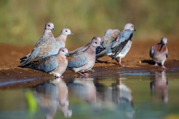 Kleine Groep Laughing Dove Drinken Zwemmen Waterpoel Kruger National Park — Stockfoto
