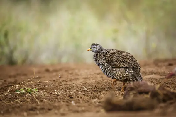 Natal Francolin Shaking Feathers Kruger National Park South Africa Famille — Photo