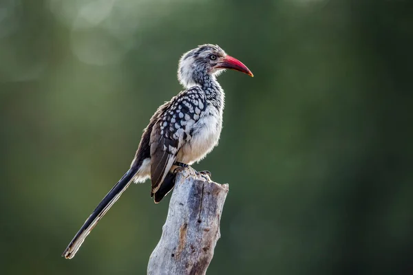 Southern Red Billed Hornbill Standing Log Backlit Kruger National Park — Stock Photo, Image