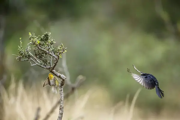 Südlicher Ameisenbär Flug Und Rotkopfweber Kruger Nationalpark Südafrika Art Myrmecocichla — Stockfoto