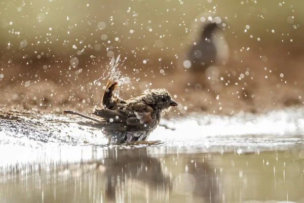 Southern Grey Headed Sparrow Splashing Water Kruger National Park South — Stock Photo, Image