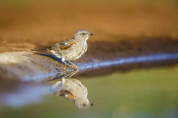 Southern Grey Headed Sparrow Langs Waterput Met Reflectie Kruger National — Stockfoto