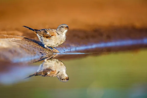 Southern Grey Headed Sparrow Waterhole Reflection Kruger National Park South — Stock Photo, Image