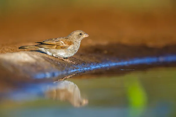 Southern Grey Headed Sparrow Waterhole Morning Light Kruger National Park — Stock Photo, Image