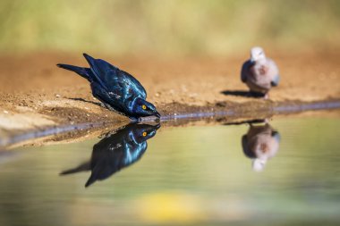 Cape Glossy Starling, Güney Afrika 'daki Kruger Ulusal Parkı' nda yansıması olan su birikintisinde içiyor.