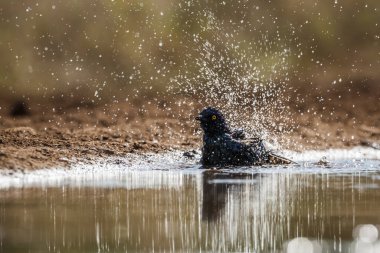 Güney Afrika 'daki Kruger Ulusal Parkı' ndaki su birikintisinde yıkanan Cape Parıltılı Starling, Sturnidae ailesini besliyor.