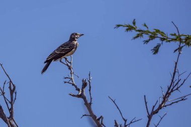Dusky Lark, Güney Afrika 'daki Kruger Ulusal Parkı' nda mavi gökyüzünde izole bir şekilde duruyor.