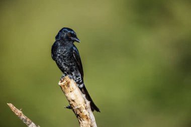 Çatal kuyruklu Drongo, Güney Afrika 'daki Kruger ulusal parkında izole edilmiş bir dala tünedi; Dicrurus adsimilis ailesi Dicruridae