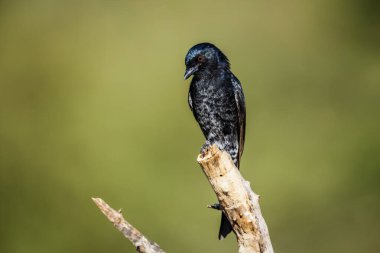 Çatal kuyruklu Drongo, Güney Afrika 'daki Kruger ulusal parkında izole edilmiş bir dala tünedi; Dicrurus adsimilis ailesi Dicruridae