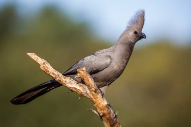 Güney Afrika 'daki Kruger Ulusal Parkı' nda izole edilmiş bir dalda duran gri kuş, Musophagidae familyasının Corythaixoides konservesi. 