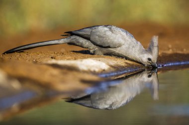 Güney Afrika 'daki Kruger Ulusal Parkı' nda yansıması olan gri kuş su birikintisinde içmeye gider; Musophagidae familyasından Specie Corythaixoides 